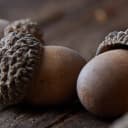 Acorn Oakleigh