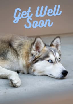 Caring Husky